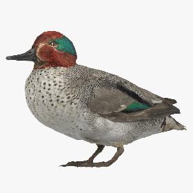 Eurasian Teal ( Anas Crecca ) Male 01 3D model
